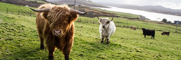 Iconic Cattle of Scotland - The Highland Cow — Darach Social Croft